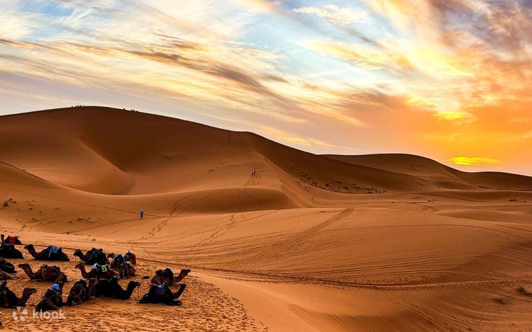 Camel Trekking at Sunset